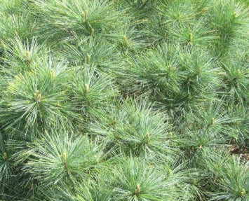 Pinus strobus 'Nana'
