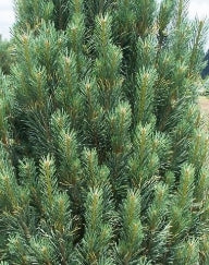 Pinus strobus 'Fastigiata' BBP