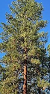Pinus ponderosa (CG)