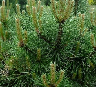 Pinus nigra 'Hornbrookiana'