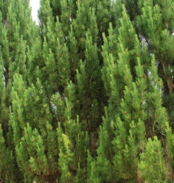 Pinus nigra 'Frank' (CG)