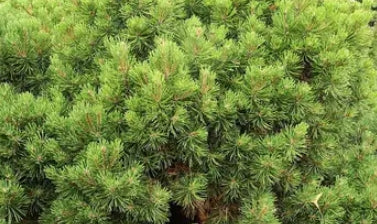 Pinus mugo 'Valley Cushion'