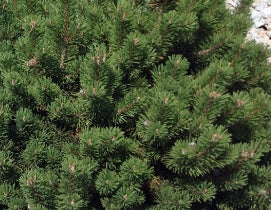 Pinus mugo 'Mughus', Poodle