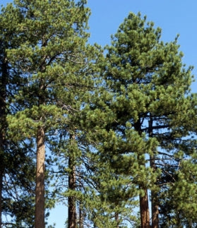 Pinus jeffreyi
