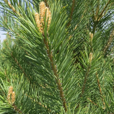 Pinus fl. 'Cheyenne'