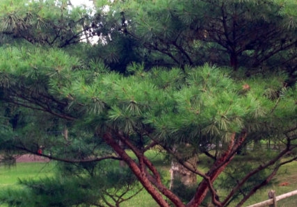 Pinus d. 'Tanyosho'