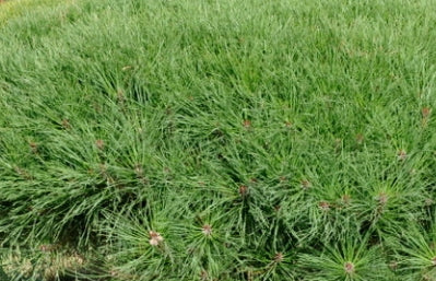Pinus d. 'Tanyosho Compacta', STD