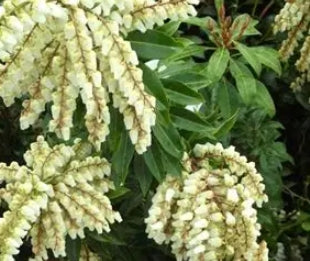 Pieris t. 'Snowdrift'