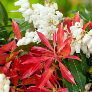 Pieris x 'Forest Flame'