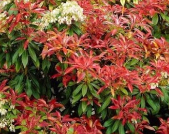 Pieris japonica 'Mountain Fire'