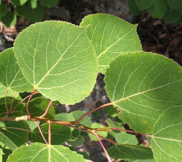 Populus tremuloides (ID)