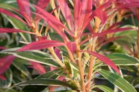 Pieris japonica 'Flaming Silver'