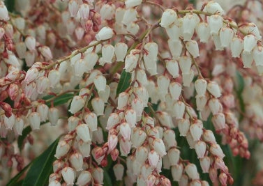 Pieris japonica 'Dorothy Wycoff'