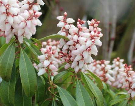 Pieris japonica 'Bonfire'