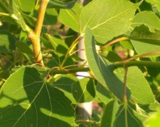 Populus tremuloides 'Summer Shimmer®