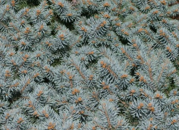 Picea pungens 'St. Mary's Broom'