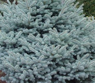 Picea pungens 'Montgomery' ' STD