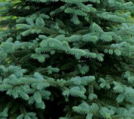 Picea pungens 'Kaibab'