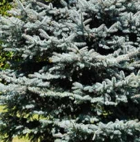 Picea pungens 'Glauca' (CG)