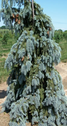 Picea pungens 'Glauca Pendula'