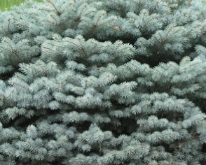 Picea pungens 'Glauca Globosa' (CG)