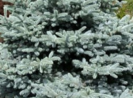 Picea pungens 'Bonny Blue'  (BBP)