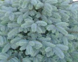 Picea pungens 'Blue Select'