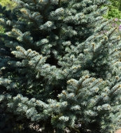 Picea pungens 'Bakeri' (BBP)