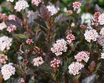 Physocarpus op. Little Devil™ FIRST EDITIONS® PP22