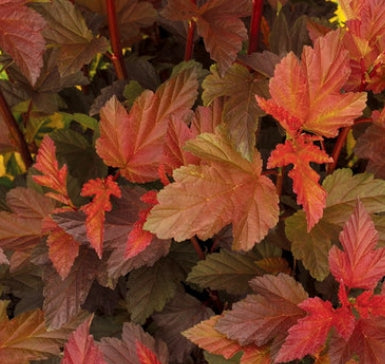Physocarpus op. Coppertina® PW PP16371