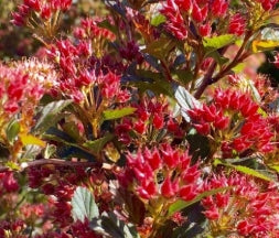 Physocarpus op. 'Sweet Cherry Tea'™ PP31235