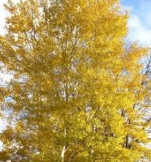 Populus tremuloides 'Dancing Flame®'