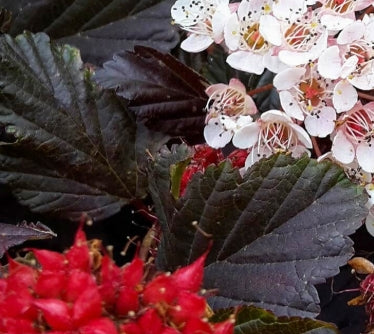 Physocarpus op. 'Red Baron'