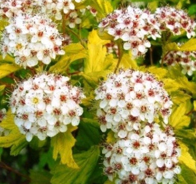 Physocarpus op. 'Luteus'