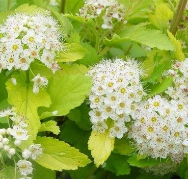 Physocarpus op. 'Nugget'