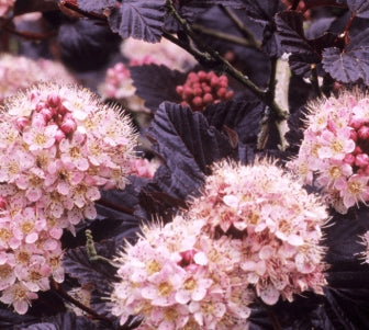 Physocarpus op. 'Lady In Red' PP18660