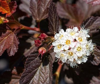 Physocarpus op. 'Alouette™ PP28793