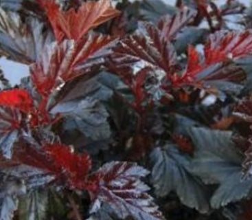 Physocarpus op. 'Black Jack™ PP29892