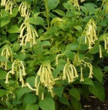 Phygelius 'Moonraker'