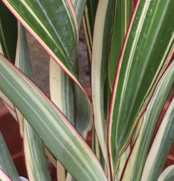 Phormium tenax 'Tri-color'