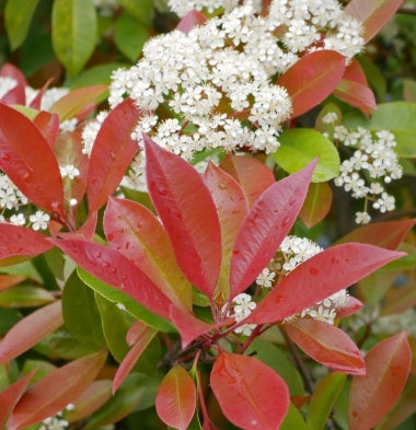 Photinia fraseri