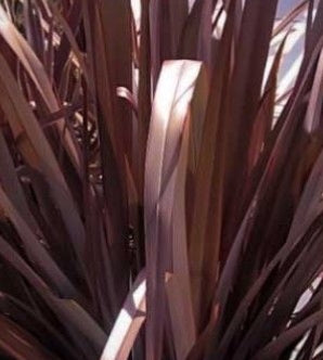 Phormium tenax 'Shiraz'