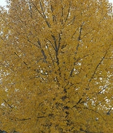 Populus d. 'Siouxland'~