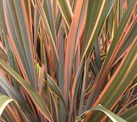Phormium tenax 'Rubrum'