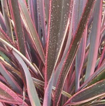 Phormium tenax 'Rainbow Queen'