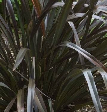 Phormium tenax 'Platt's Black'