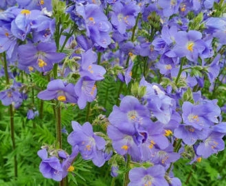 Polemonium Purple Rain Strain