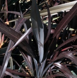Phormium tenax 'Mat's Merlot'