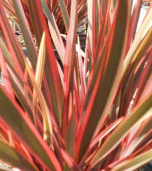 Phormium tenax 'Maori Queen'