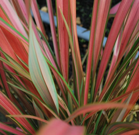 Phormium tenax 'Jester'